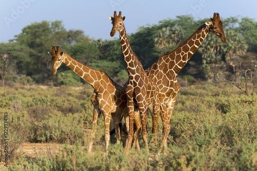 Photography Three Somali or reticulated giraffes (Giraffa reticulata camelopardalis), Sambur