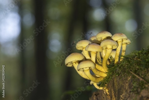 Green-leaved sulphur heads (Hypholoma fasiculare), Hesse, Germany, Europe photo