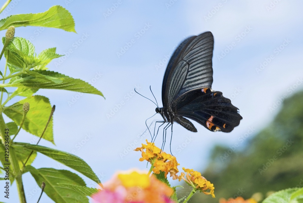 Fototapeta premium Black Swallowtail butterfly (Papilio polyxenes) sitting on Lantana (Lantana camara)