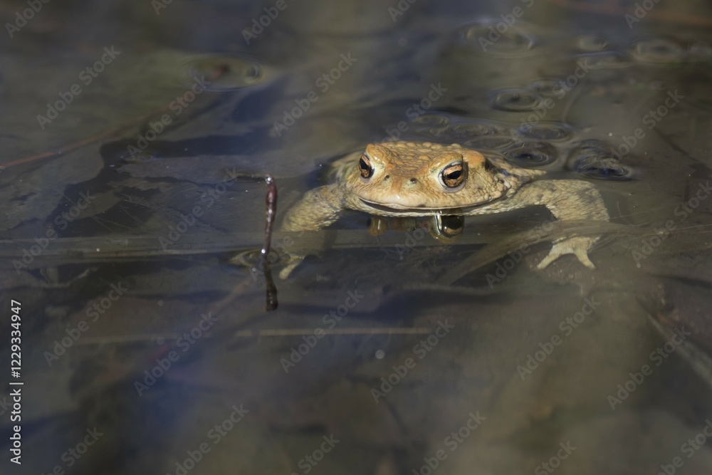 Common toad (Bufo bufo), swimming in water, Hesse, Germany, Europe Common toad (Bufo bufo), swimming in water, Hesse, Germany, Europe