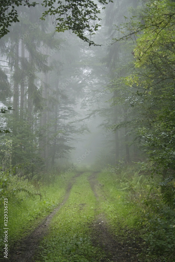 Obraz premium Morning mist, Taunus region, Hesse, Germany, Europe