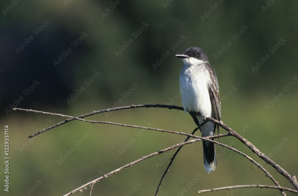 Obraz premium Eastern Wood Pewee (Contopus virens), British Columbia, Canada, North America