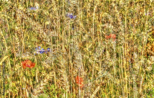 Flowers creative, artistic shot, cornfield alienated, mix of flowers, single flowers, poppy (Papaver), plants, Germany, Europe