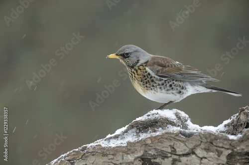 Fieldfare (Turdus pilaris) photo