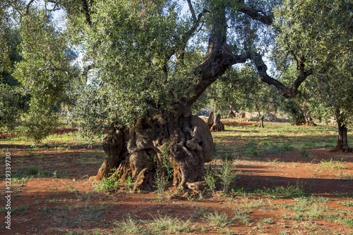 Old tree in the olive grove Giardino degli Angeli, Presicce, Puglia, Italy, Europe photo