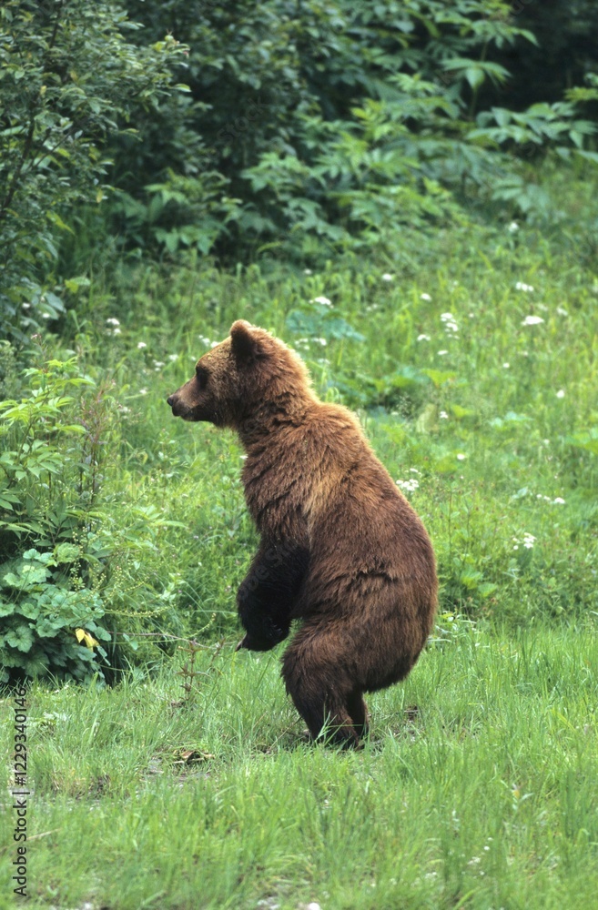 North American Brown Bear (Ursus arctos), Alaska, North America North American Brown Bear (Ursus arctos), Alaska, North America