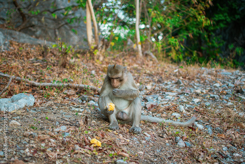 Close up of a monkey looking forward. Monkey sitting against forest background.