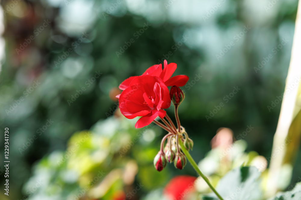 Obraz premium Close-up of red geranium flowers in bloom