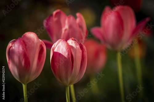 Pink tulips in bloom, Baden-Württemberg, Germany, Europe