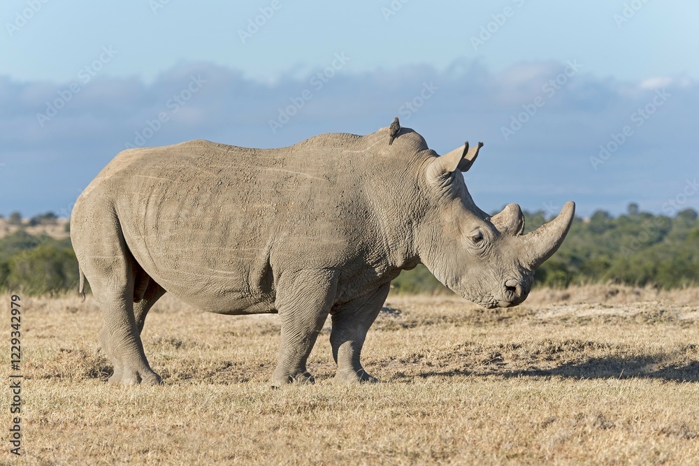 White Rhinoceros (Ceratotherium simum), Ol Pejeta Reserve, Kenya, Africa White Rhinoceros (Ceratotherium simum), Ol Pejeta Reserve, Kenya, Africa