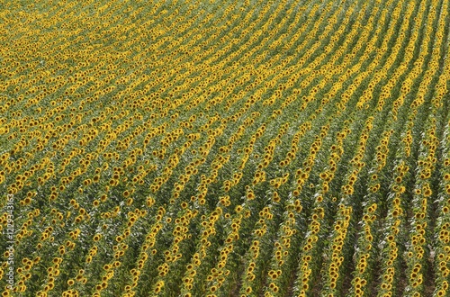 Sunflowers (Helianthus annuus), field, cultivations in the Campiña Cordobesa, Cordoba province, Andalusia, Spain, Europe photo