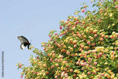 Old World Swallowtail (Papilio machaon) on lantana flowers photo