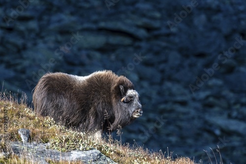 Musk ox (Ovibos moschatus), female standing on a slope, Dovrefjell-Sunndalsfjella National Park, Norway, Europe photo