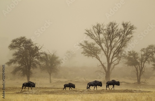 Blue Wildebeest (Connochaetes taurinus), roaming in a sandstorm in the dry Nossob riverbed with camelthorn trees (Acacia erioloba), Kalahari Desert, Kgalagadi Transfrontier Park, South Africa, Africa