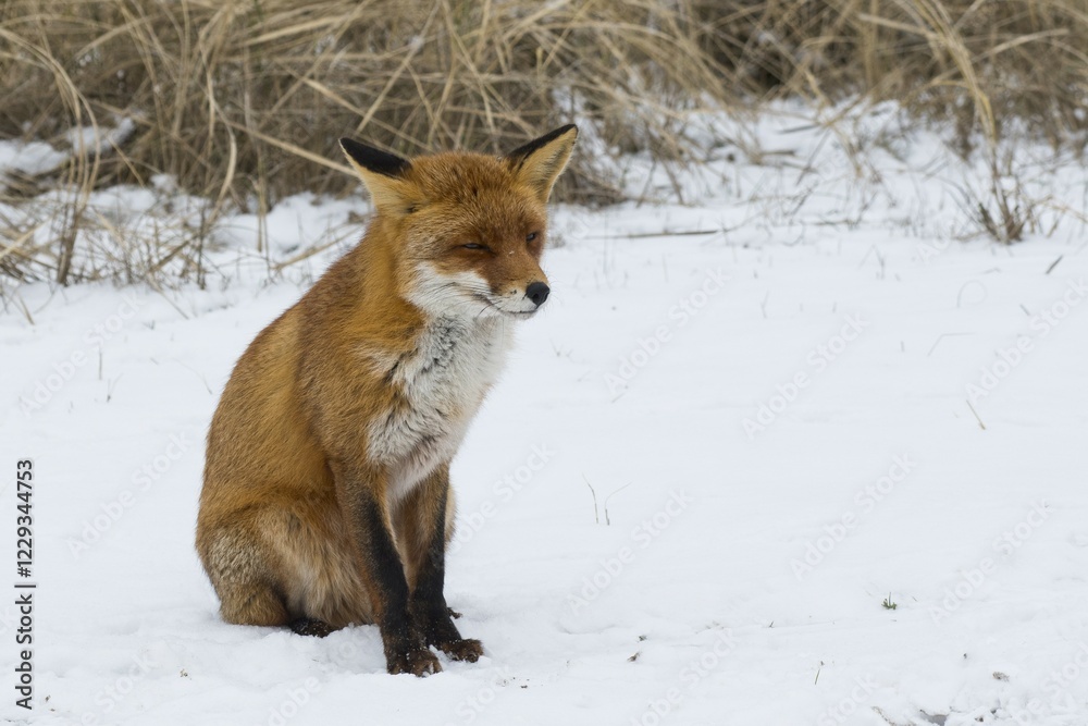 Obraz premium Red fox (Vulpes vulpes) sits in the snow, North Holland, Netherlands