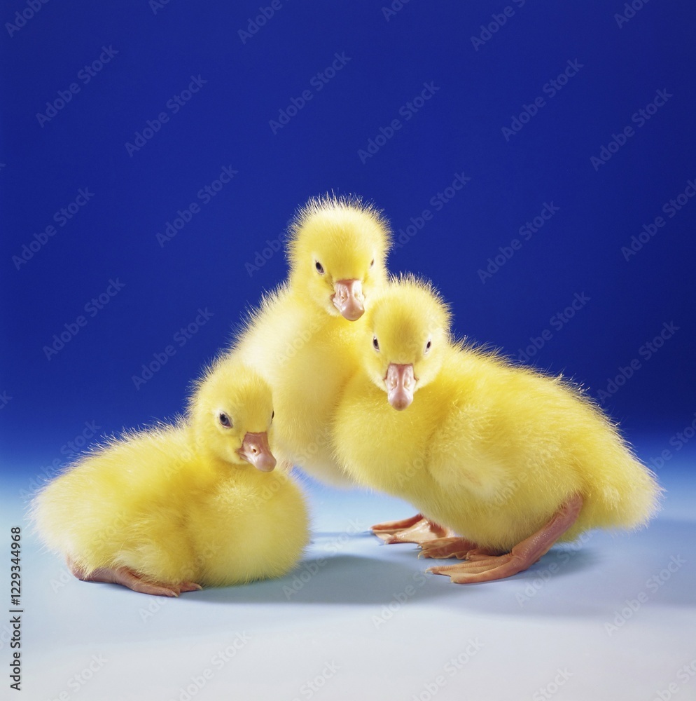 Three goslings in front of a blue background, Easter, AI generated Three goslings in front of a blue background, Easter, AI generated