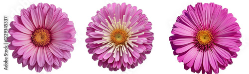  Vibrant pink flower with multiple petals and yellow-orange center, isolated on transparent background PNG