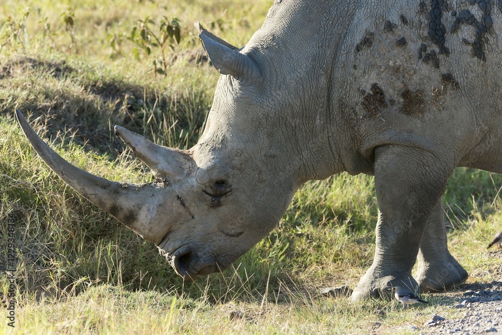 Fototapeta premium White rhinoceros (Ceratotherium simum), Lake Nakuru National Park, Kenya, Africa