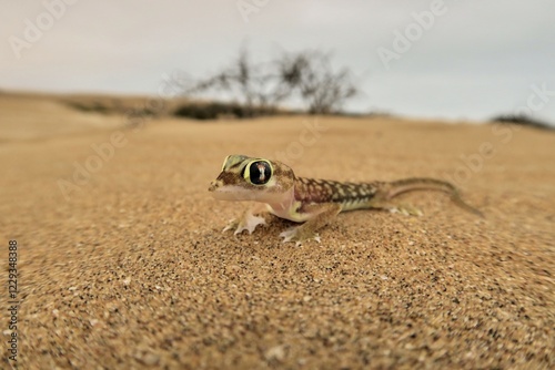 Namib gecko, namib sand gecko, web-footed gecko (Pachydactylus rangei), Namib Desert, Namibia, Africa