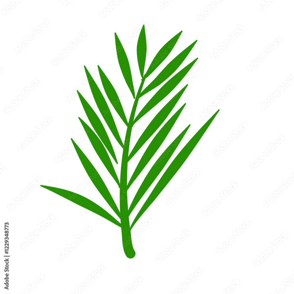 Phoenix palm leaf
Phoenix palm leaf