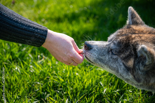 chien akita prenant une friandise délicatement une friandise dans la main de sa maîtresse, l'akita est une race de chien japonaise photo