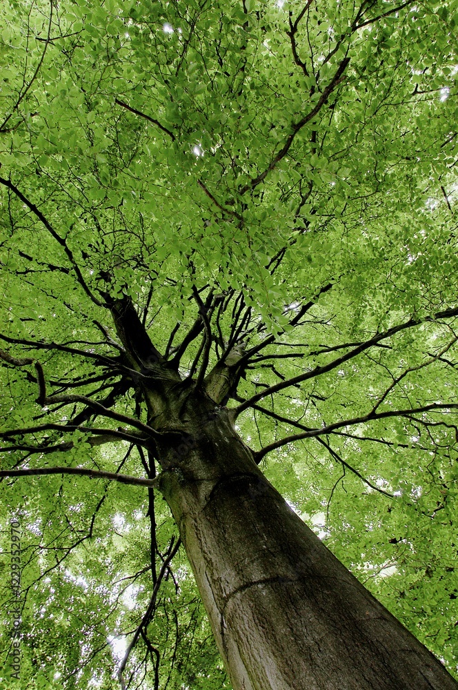 Fototapeta premium Beech in spring, North Rhine-Westphalia, Germany (Fagus sylvatica)