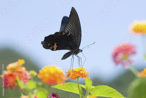 Black Swallowtail butterfly (Papilio polyxenes) sitting on Lantana (Lantana camara)