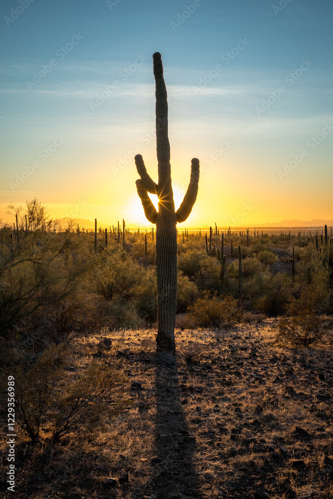 Majestic sunset behind Saguaro cactus in Arizona