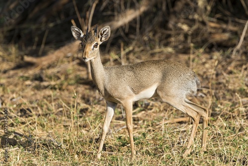 Dik-dik (Madoqua sp.), Samburu National Reserve, Kenya, East Africa, Africa photo