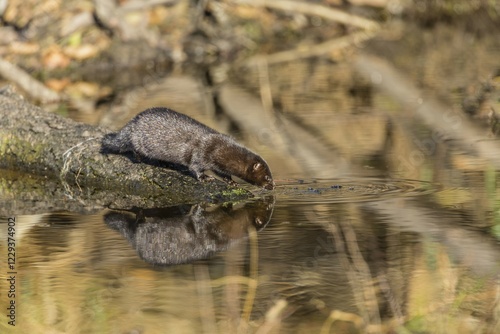 Fototapeta Naklejka Na Ścianę i Meble -  American mink (Neovison vison), Masuria, Poland, Europe