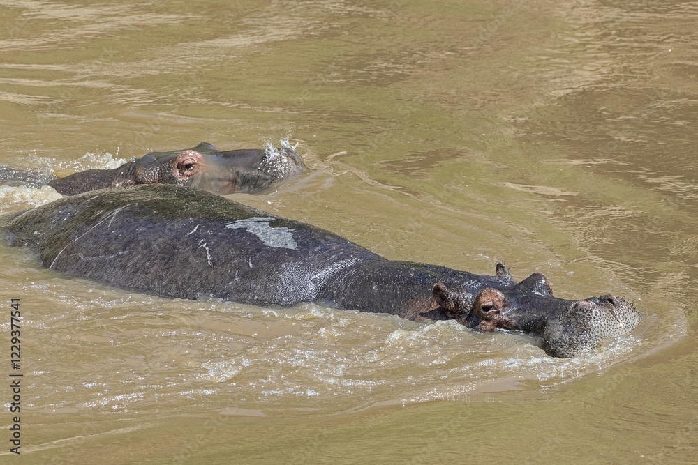 Fototapeta premium Hippos (Hippopotamus amphibius) in the Mara River, Masai Mara, Kenya, Africa