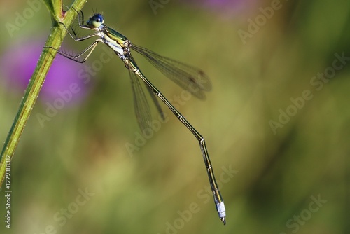 Emerald damselfly or common spreadwing (Lestes sponsa) on plant stem, Spree, Cottbus, Brandenburg, Germany, Europe photo