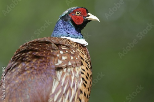 Common Pheasant (Phasianus colchicus), Texel, The Netherlands, Europe photo