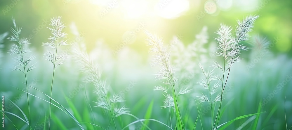 Dreamy Summer Meadow Soft Green Grass and Delicate Flowers in Warm Sunlight, Nature Background Dreamy Summer Meadow Soft Green Grass and Delicate Flowers in Warm Sunlight, Nature Background