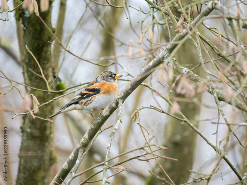 Bergfink (Fringilla montifringilla) photo