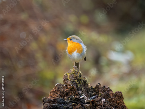 Rotkehlchen (Erithacus rubecula) photo