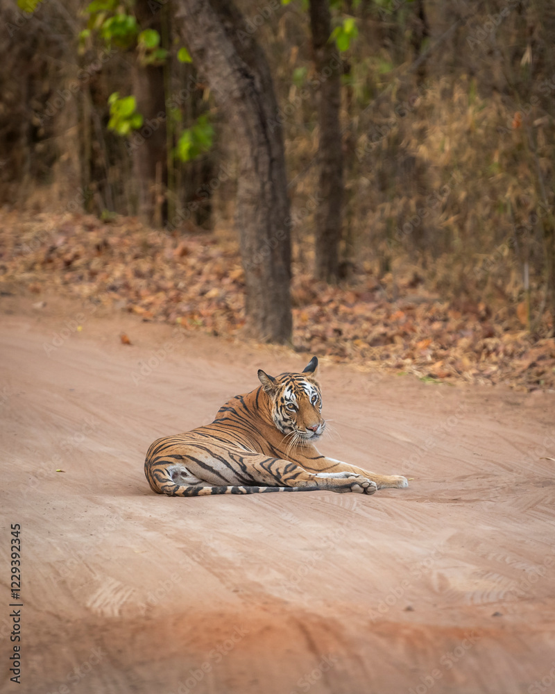 Fototapeta premium showstopper wild female tiger or tigress or panthera tigris sitting blocking road or forest track with full face eye contact in morning safari at bandhavgarh national park reserve madhya pradesh india