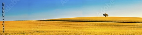 Lone tree on a gentle hill in a cornfield under a clear sky, AI generated, AI generated