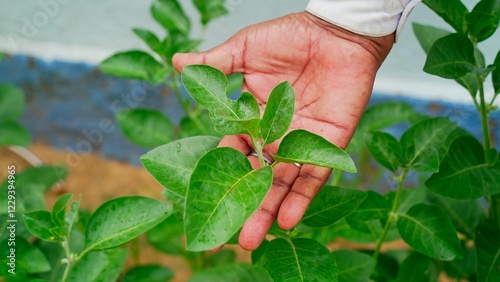 Ashwagandha known as Withania somnifera plant growing. Indian powerful herbs, poison gooseberry, or winter cherry. Ashwagandha is herb benefits for weight loss, healthcare and reduce stress photo