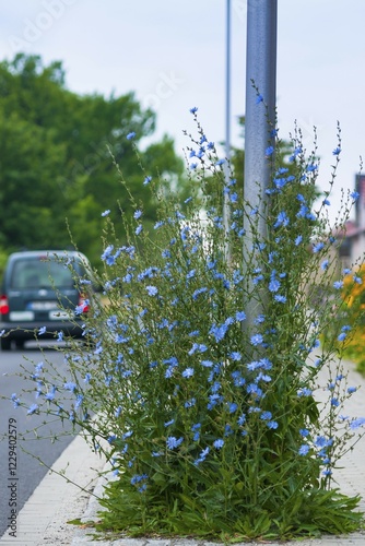 Common Chicory (Cichorium intybus) growing at lamppost, Cottbus, Brandenburg, Germany, Europe photo