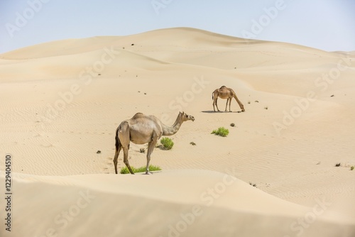 Dromedaries (Camelus dromedarius) in sand dunes, Rub' al Khali desert, United Arab Emirates, Asia photo