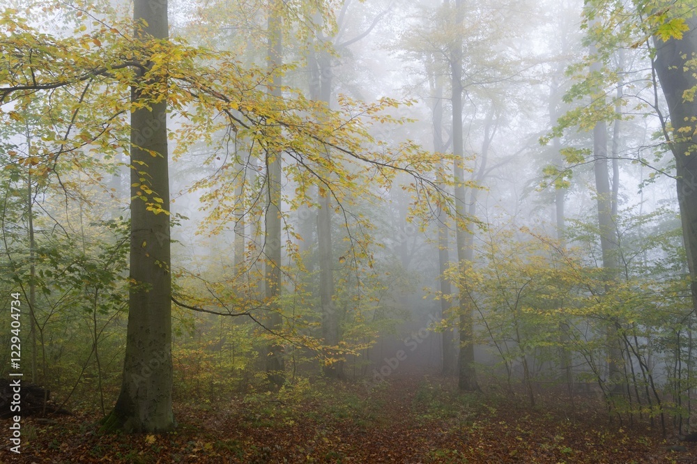 Obraz premium Autumn colours, trees in the fog, Harz National Park, Thale, Saxony-Anhalt, Germany, Europe