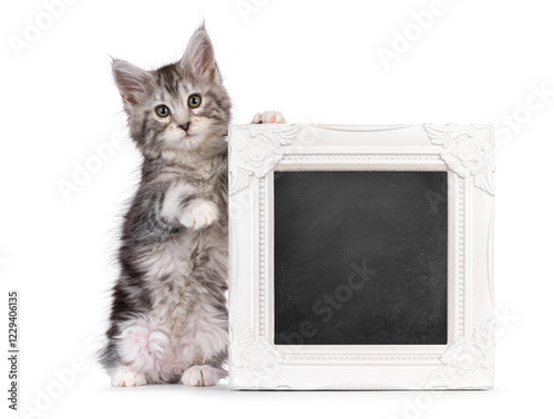 Adorable Maine Coon cat kitten, sitting up on hind paws holding up a schoolboard filled photo frame. Looking towards camera. isolated on a white background. photo