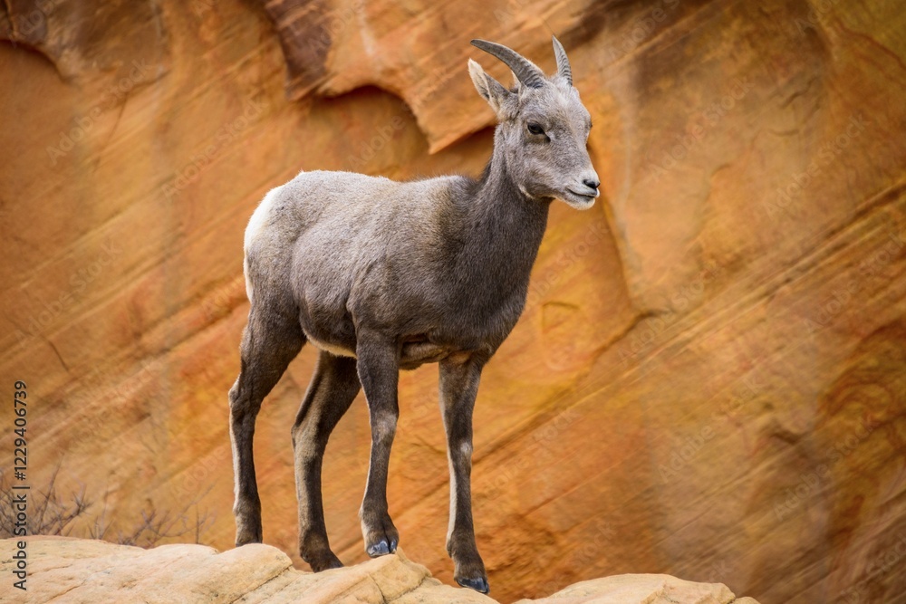 Desert bighorn sheep (Ovis canadensis nelsoni), young animal standing in front of red sandstone rocks, Rainbow Vista, Valley of Fire State Park, Nevada, USA, North America Desert bighorn sheep (Ovis canadensis nelsoni), young animal standing in front of red sandstone rocks, Rainbow Vista, Valley of Fire State Park, Nevada, USA, North America