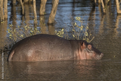 Common hippopotamus (Hippopotamuspotamus amphibius) in the water, iSimangaliso Wetland Park, KwaZulu-Natal, South Africa, Africa photo