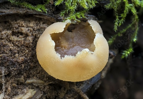 Peziza micropus (Peziza micropus), fruiting bodies on dead wood, Germany, Europe photo