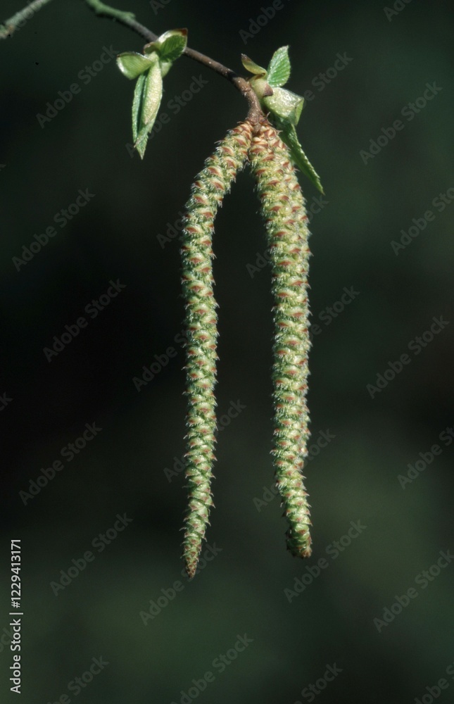 Fototapeta premium Hazel, catkins, North Rhine-Westphalia, Germany (Corylus avellana)
