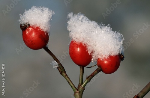 Dog Rose Hips with snow cap (Rosa canina) photo