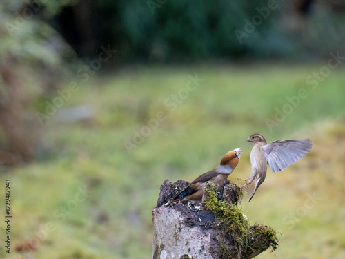 Kernbeißer (Coccothraustes coccothraustes)  Haussperling (Passer domesticus) photo