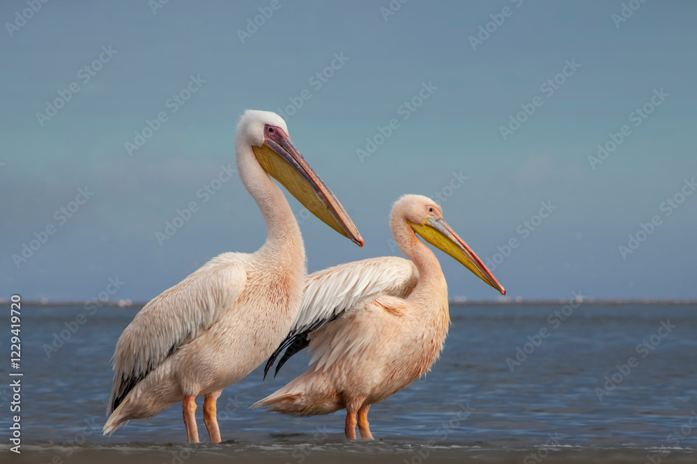 African wild birds. Great pelicans on the blue lagoon on a summer morning African wild birds. Great pelicans on the blue lagoon on a summer morning